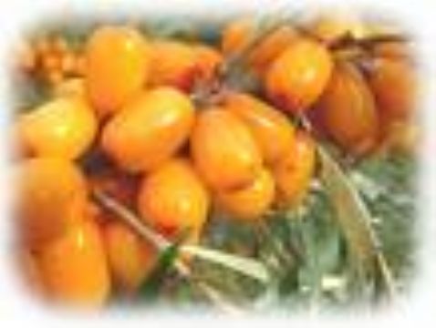 Hippophae Rhamnoides Yellow